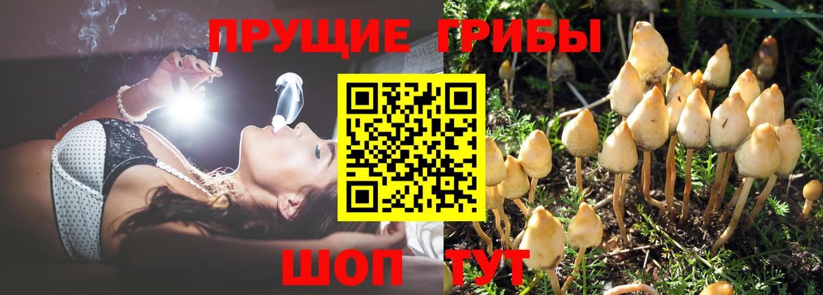 Люберцы  Галлюциногенные грибы Psilocybe  Вход с VPN 